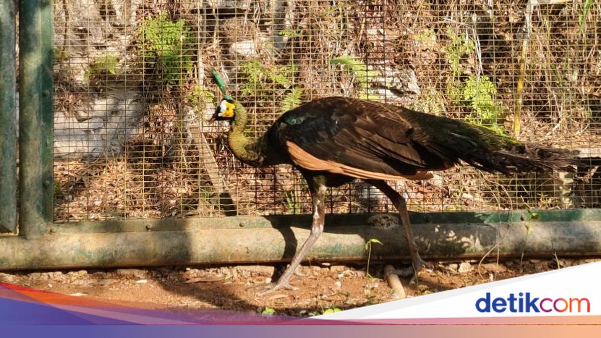 Penampakan Merak Hijau Misterius Temuan Warga Bantul