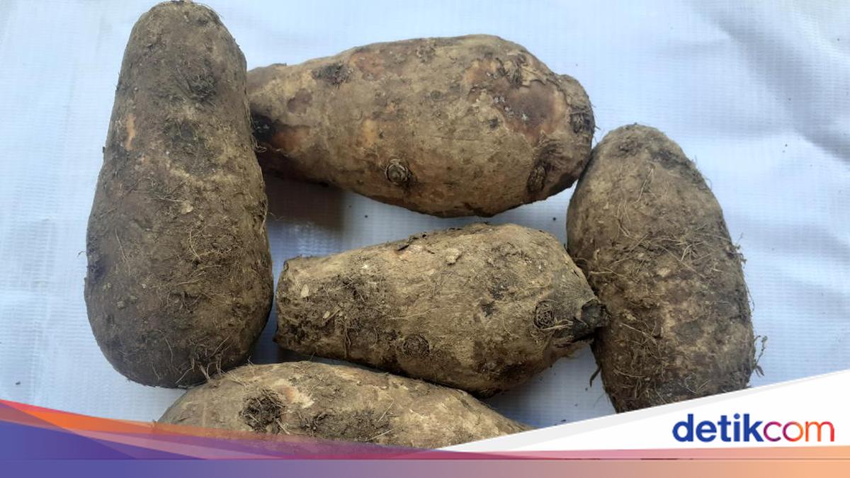 Kimpul Itu Apa? Simak Beda dengan Talas dan Resep Olahannya yang Lezat!