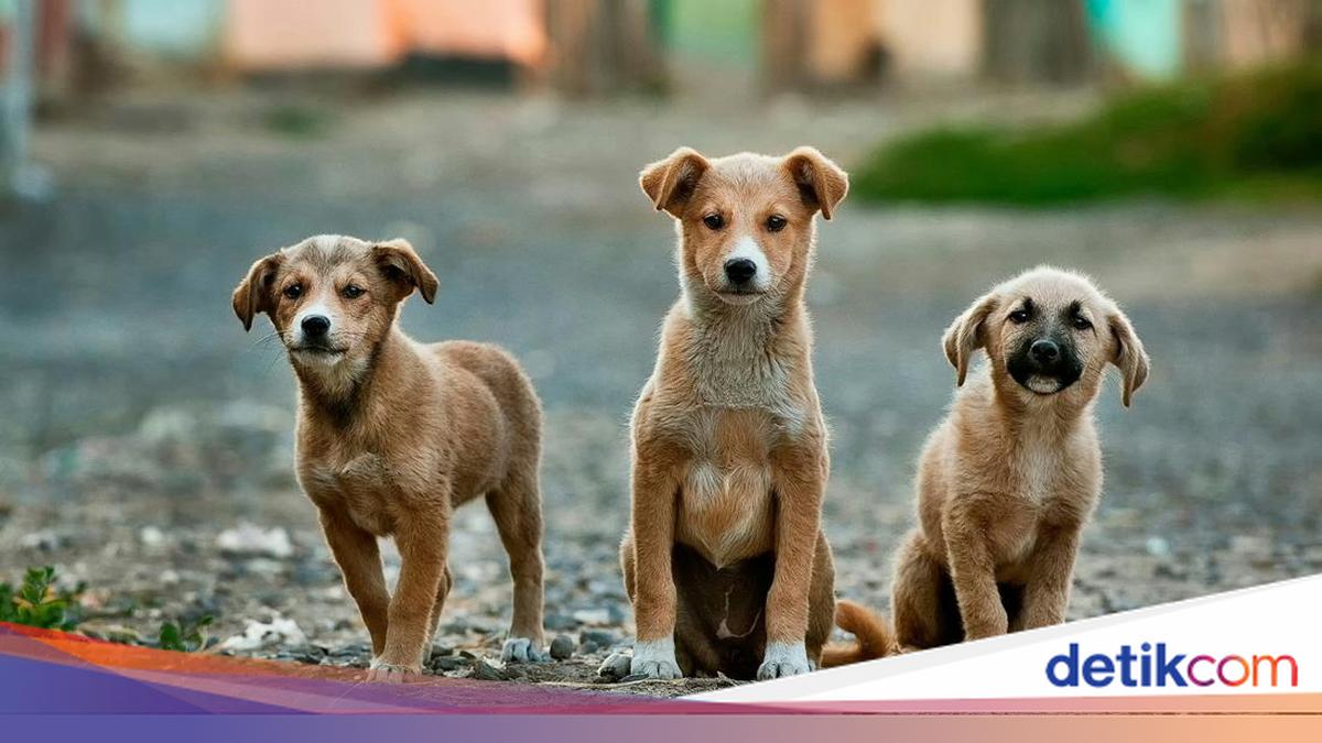 Alasan Pemda Jogja Terbitkan Perda Larangan Jual Beli Daging Anjing