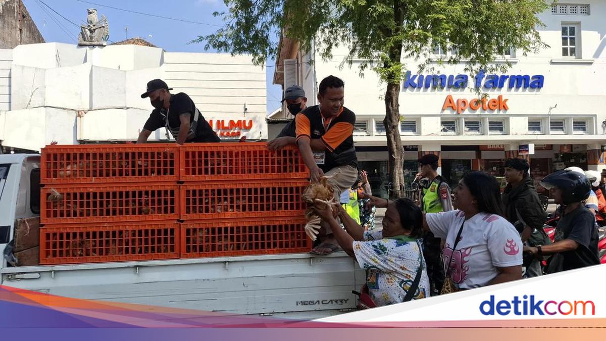 Peternak Protes Harga Telur Anjlok, Pemda DIY Sentil Peran Broker
