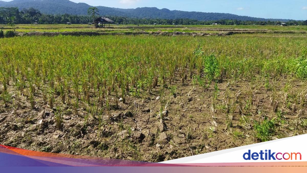 DIY Sudah 161 Hari Tidak Hujan, Terlama di Indonesia Menurut BMKG