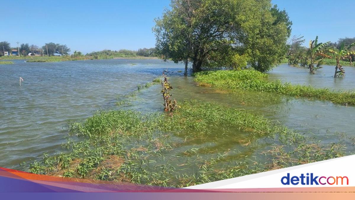 Puluhan Hektare Sawah di Bantul Kebanjiran Imbas Gelombang Laut Tinggi