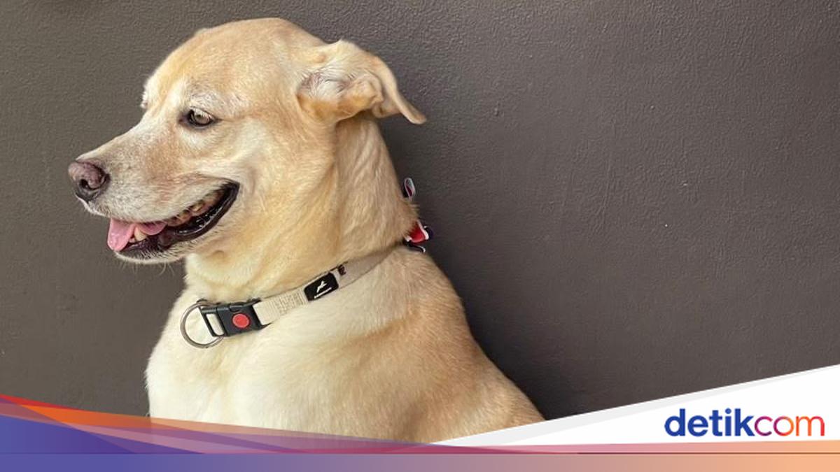 Potret John Wick Anjing Labrador di Bantul Mati Diracun Pemotor Misterius