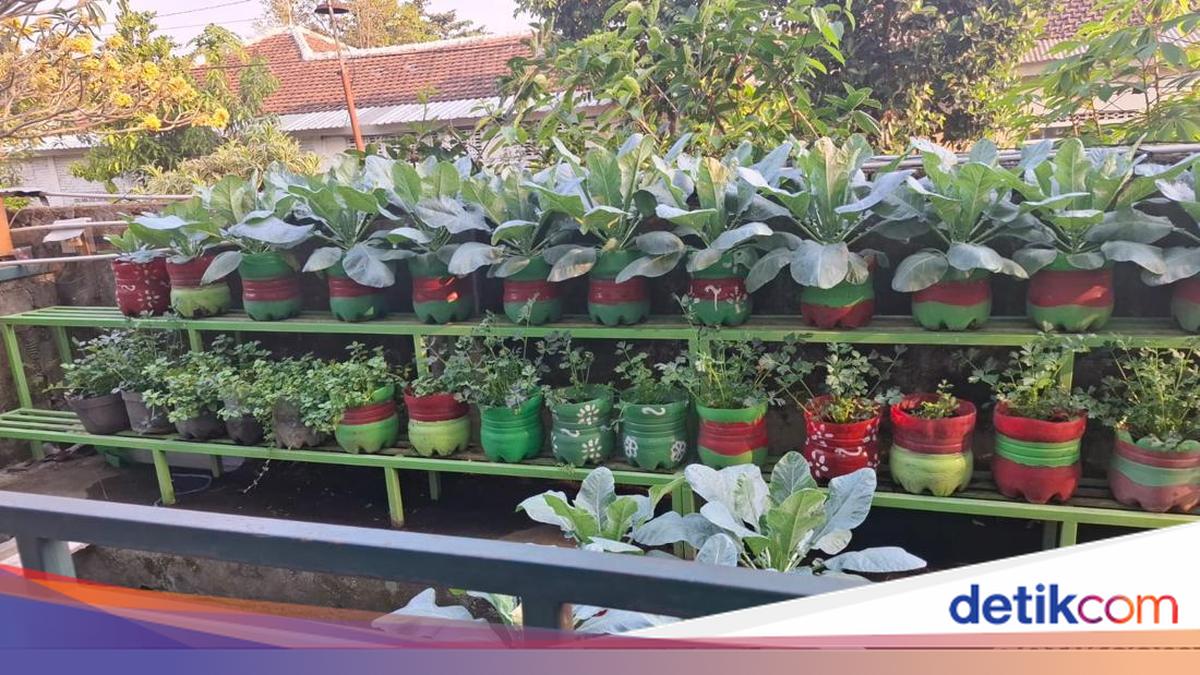 Keren! Warga Baciro Jogja Sulap Gang-Selokan Jadi Kebun Sayur Organik