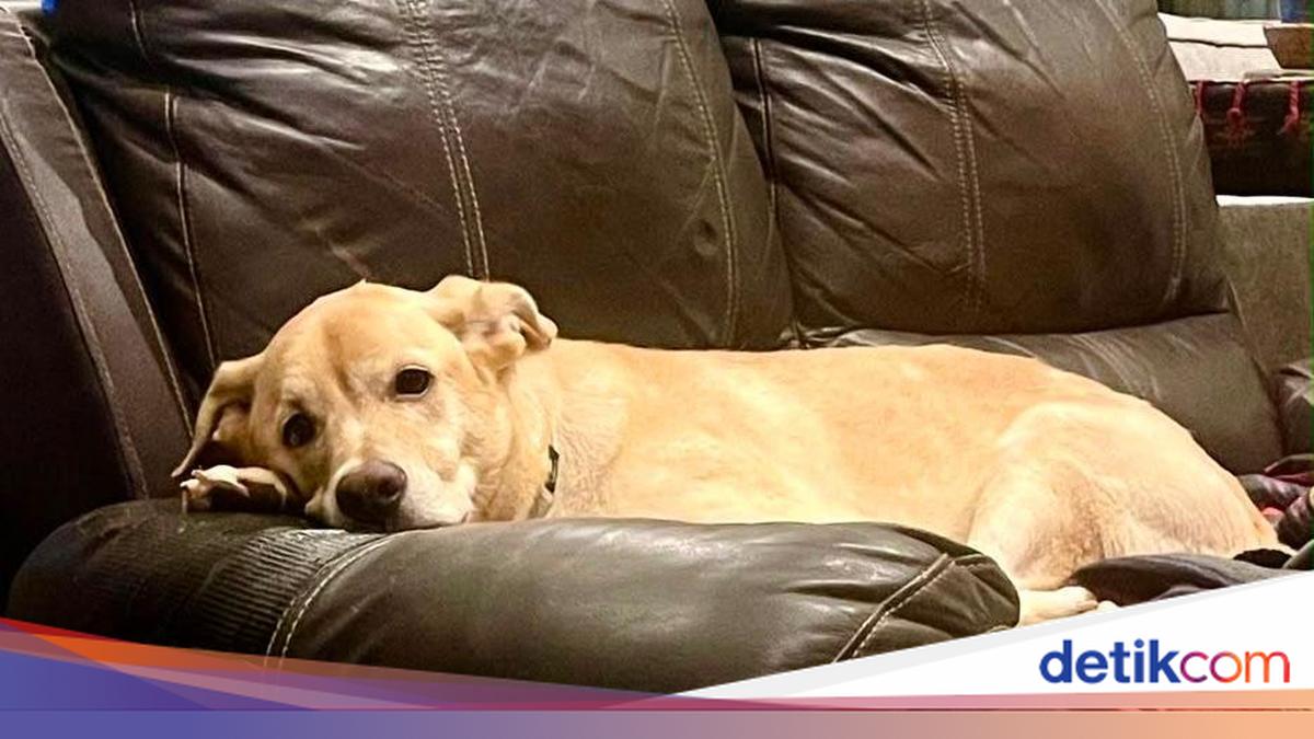 Cerita Sedih Anjing John Wick Bantul Tewas Diracun Pemotor Misterius