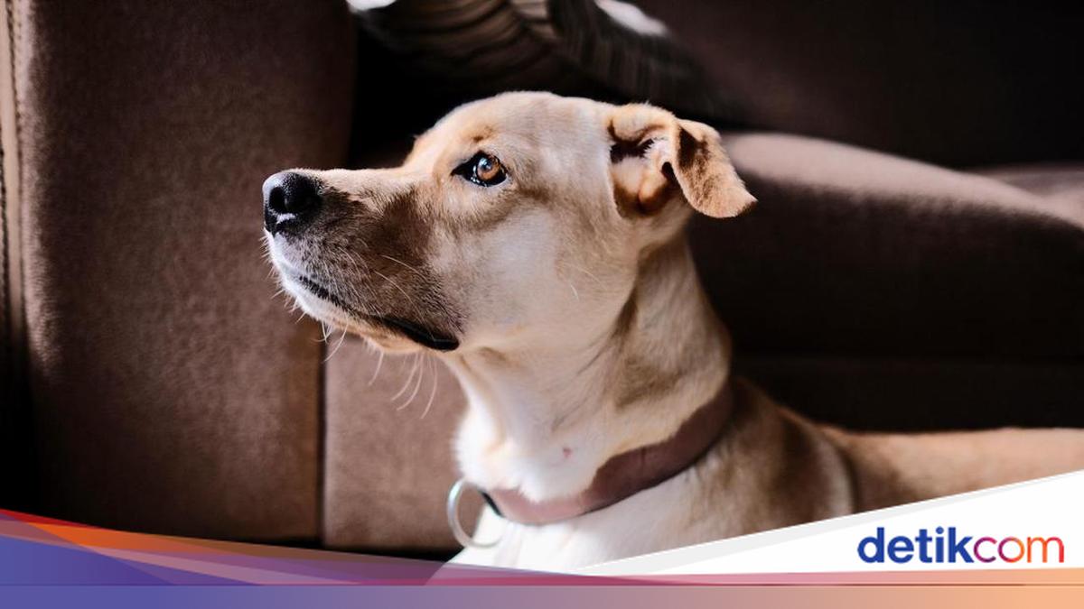 Begini Bunyi Sumpah Kemarahan Pemilik John Wick Anjing Bantul Mati Diracun