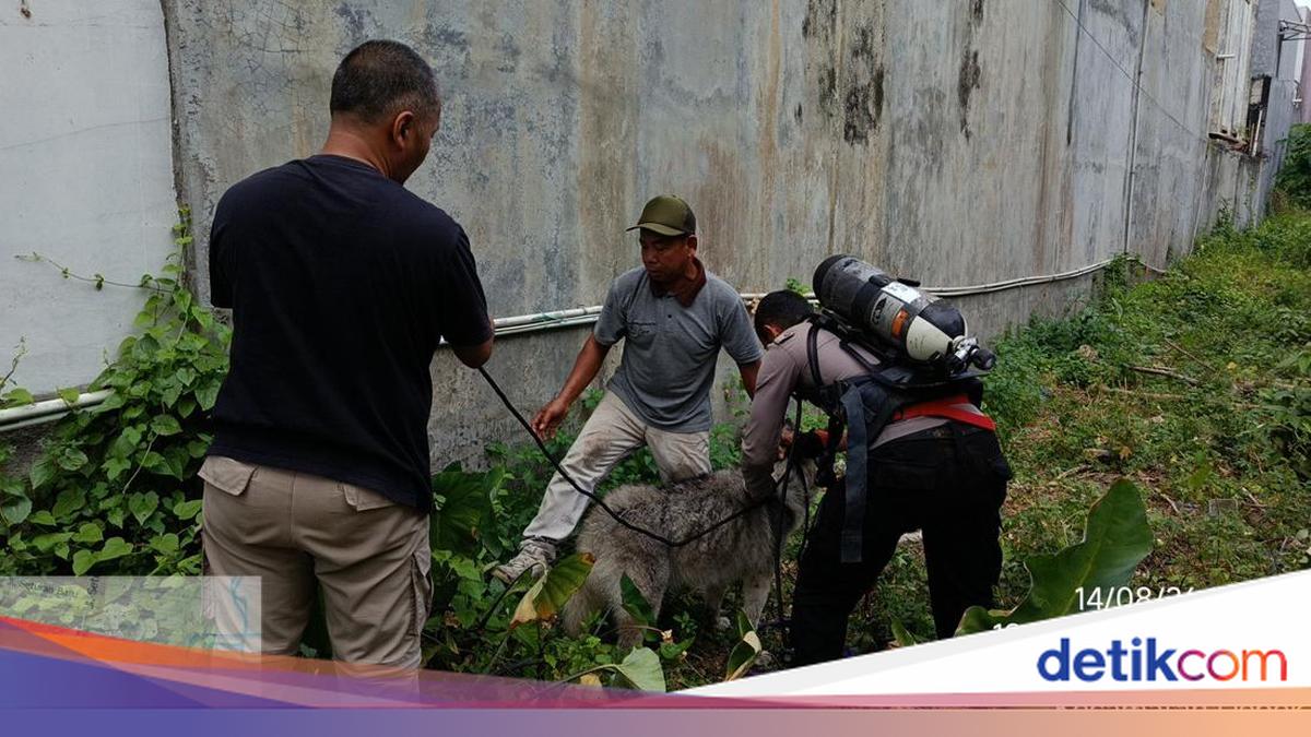 Duh! Siberian Husky Nyemplung Sumur 10 Meter gegara Ngejar Kucing di Sleman