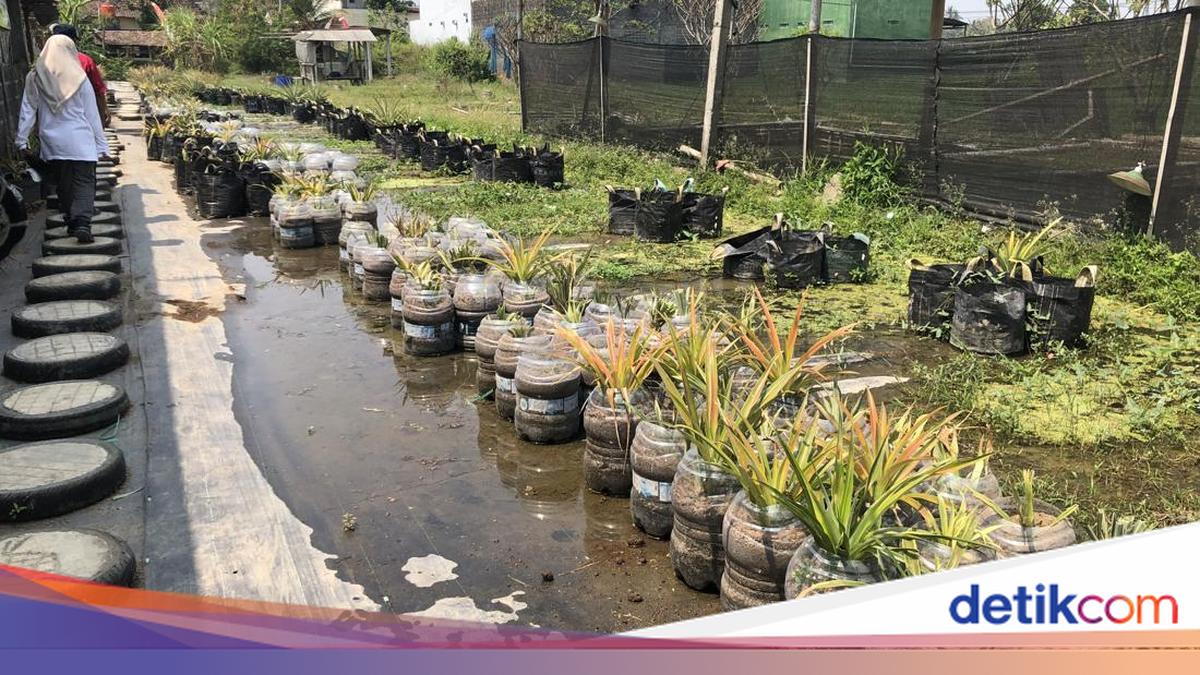 Cuan! Warga Margoluwih Sleman Ramai-ramai Jadi Petani Nanas Pakai Galon Bekas