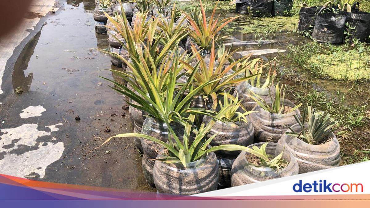 Petani Sleman Bagikan Tips Tanam Nanas Jumbo Pakai Galon Bekas