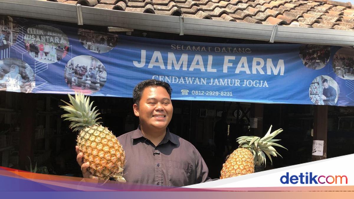 Penampakan Nanas Ditanam Dalam Galon Bekas di Margoluwih Sleman