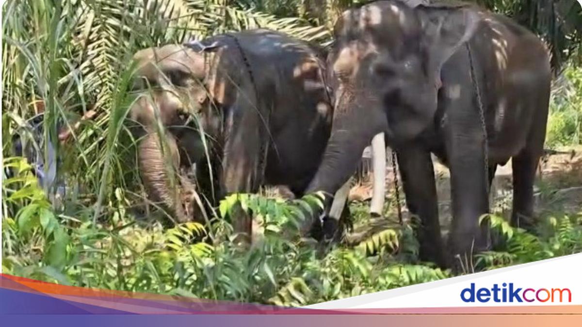 2 Gajah dari Gembira Loka Dipindah ke Tabang Zoo Kaltim, Ini Alasannya