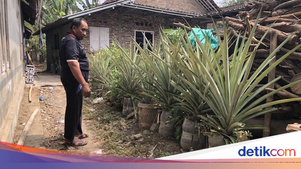 Ini Kendala Mengembangkan Kampung Nanas Pakai Galon Bekas di Seyegan Sleman