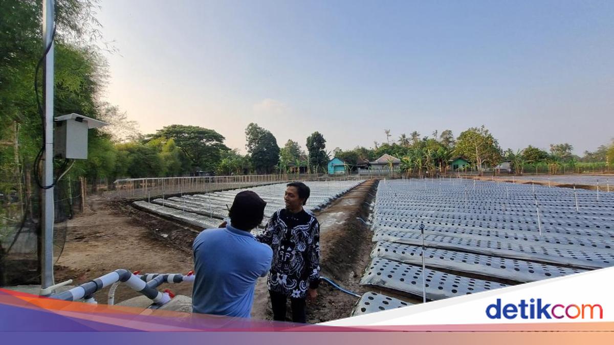 Kembangkan Pertanian Canggih Pakai AI, Pleret Bantul Habis Rp 67 Juta