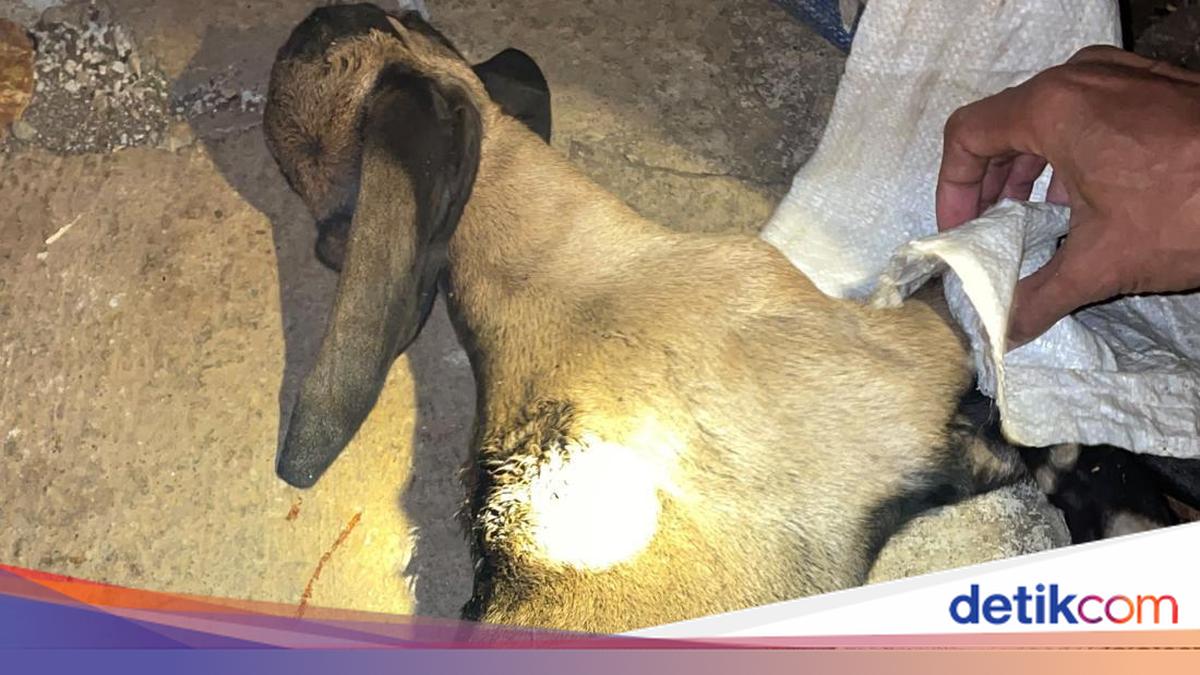 Warga Playen Gunungkidul Ronda Malam Imbas Ternak Dibunuh Anjing Liar