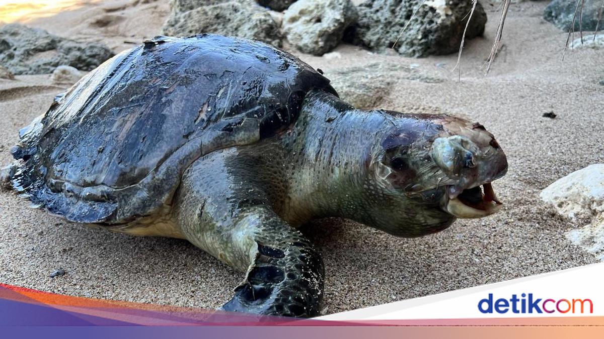 2 Hari Berturut-turut, 2 Penyu Jumbo Ditemukan Mati di Pantai Gunungkidul
