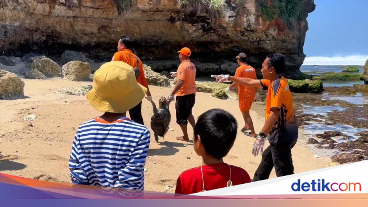 Kondisi Miris 2 Bangkai Penyu Jumbo di Pantai Gunungkidul