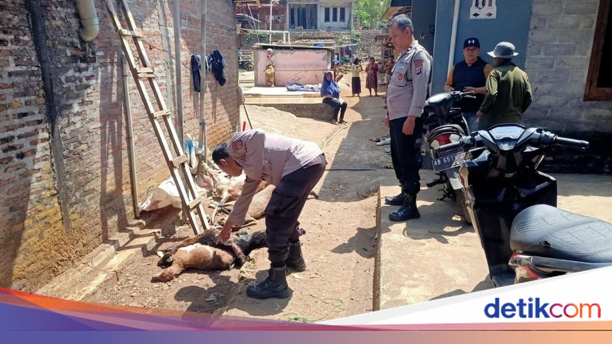 7 Kambing di Gunungkidul Mati Diduga Dimangsa Hewan Misterius, BKSDA Telusuri