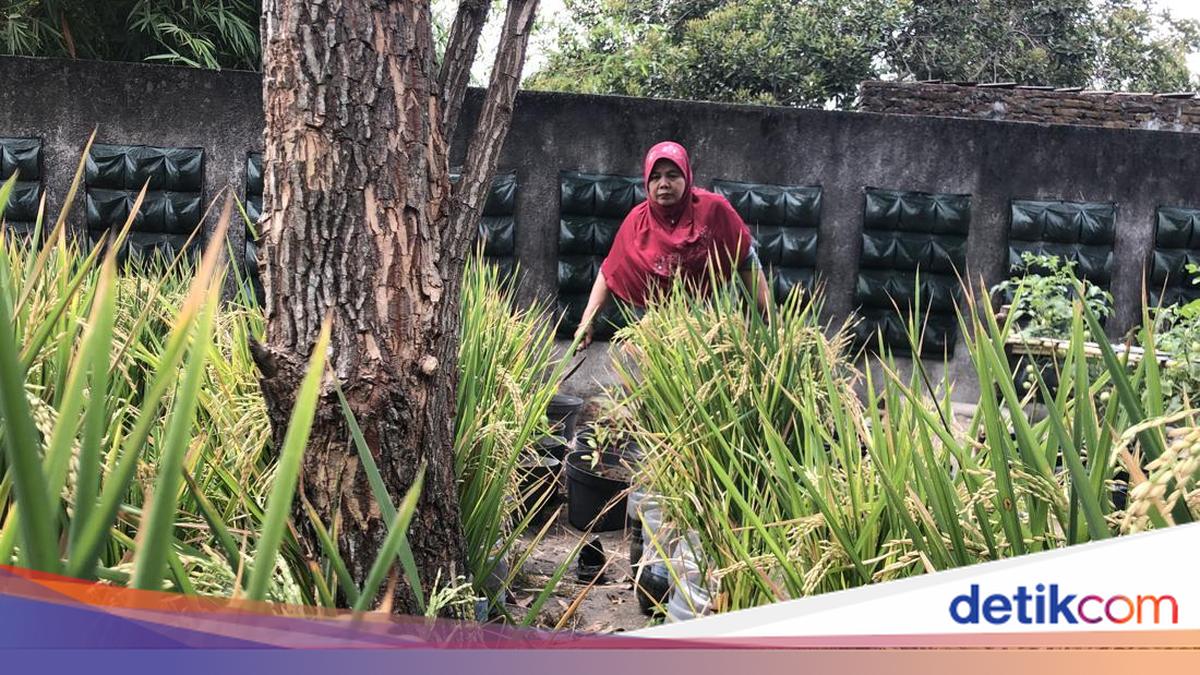 Hijaunya Hamparan Sawah di Pusat Kota Jogja
