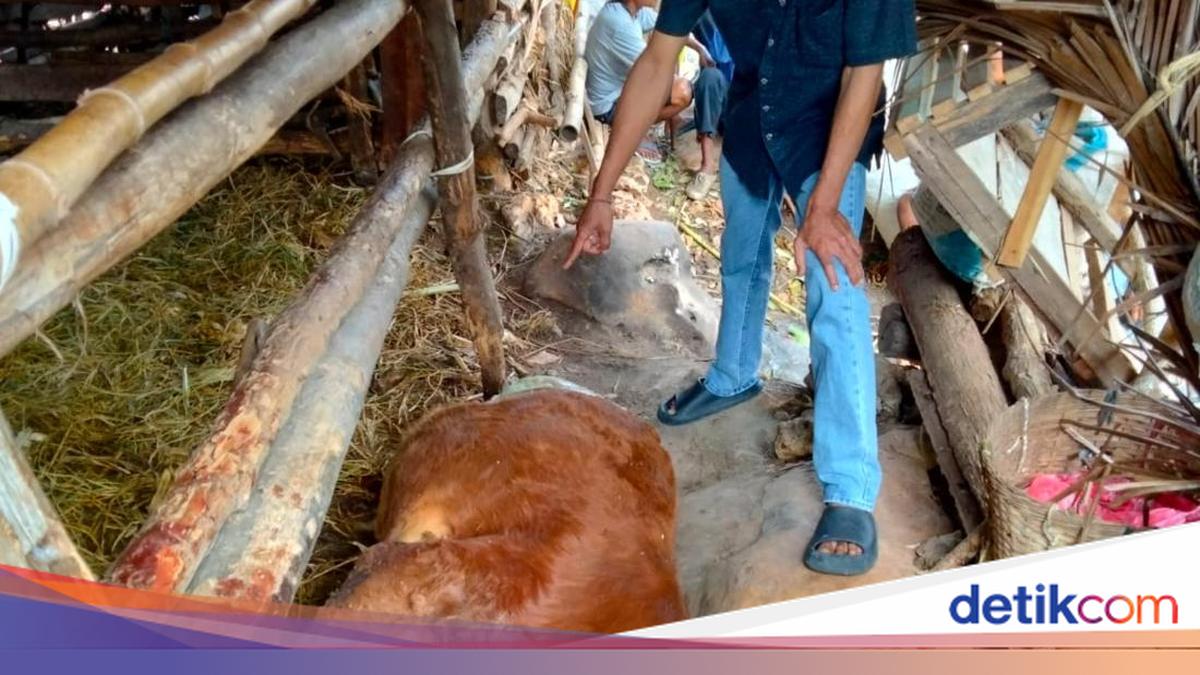 Munculnya Dugaan Sapi Mati Misterius di Gunungkidul Akibat Ulah Sekelompok Orang