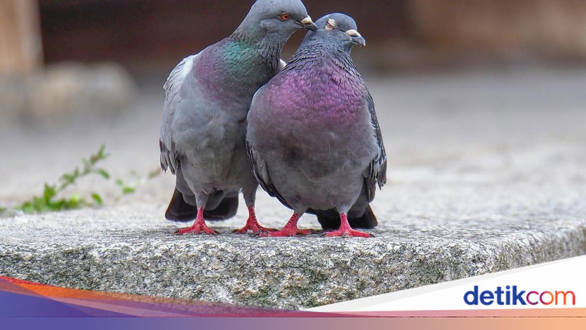 5 Hewan Peliharaan yang Mampu Membaca Tanda Kedatangan Gempa, Apa Saja?
