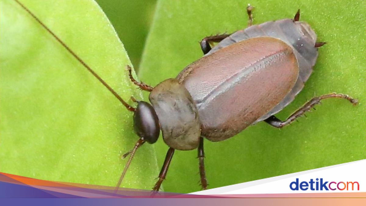 Apakah Susu Kecoa Bisa Diminum? Ini Potensi Manfaatnya yang Jarang Diketahui!