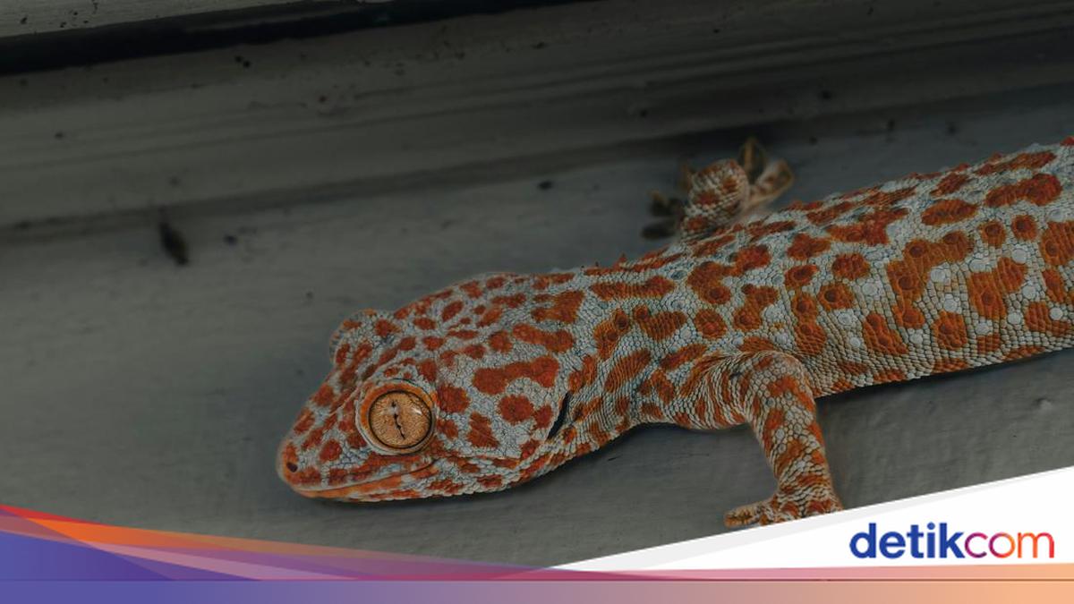 6 Aroma yang Dibenci Tokek, Ampuh Jauhkan dari Dinding dan Atap Rumah!
