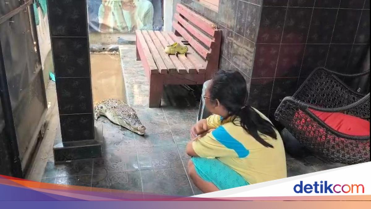 Ilustrasi buaya yang dipelihara di rumah warga di Bandar Lampung. (Foto: detikcom)