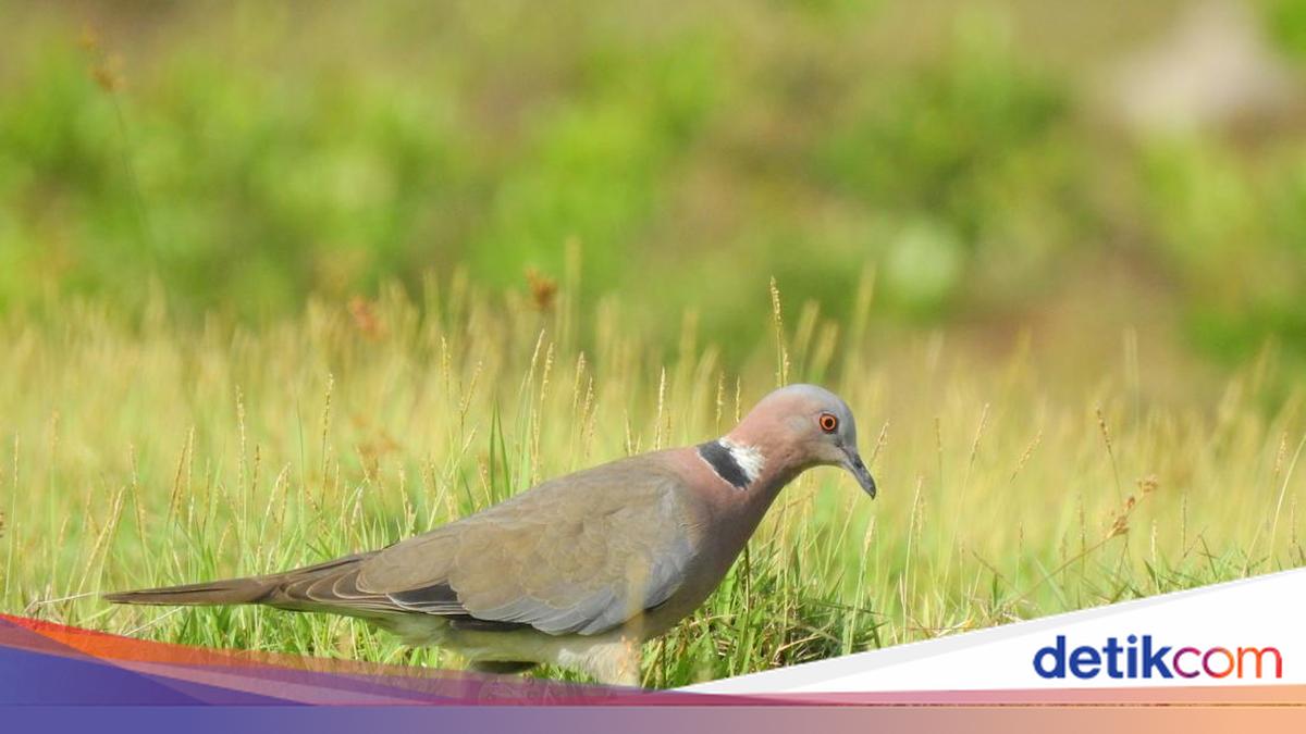 Keuntungan Pelihara Burung Puter di Rumah, Fauna Identitas Bantul yang Cantik