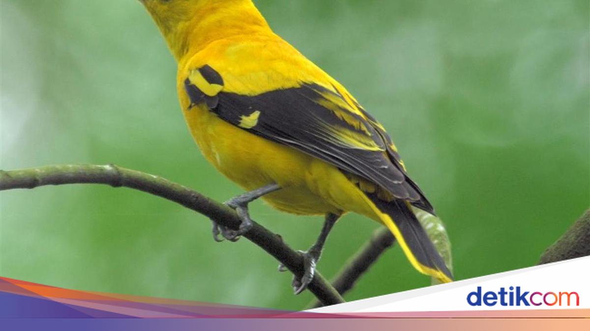 7 Hewan Peliharaan Pembawa Keberuntungan Menurut Primbon Jawa, Tertarik?