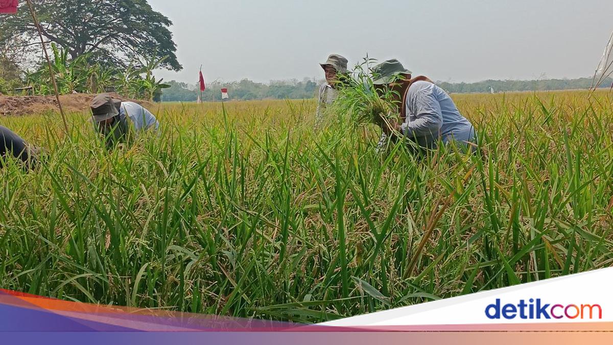 Pertamina Dongkrak Panen Petani Indramayu 6,5 ke 11 Ton/Ha