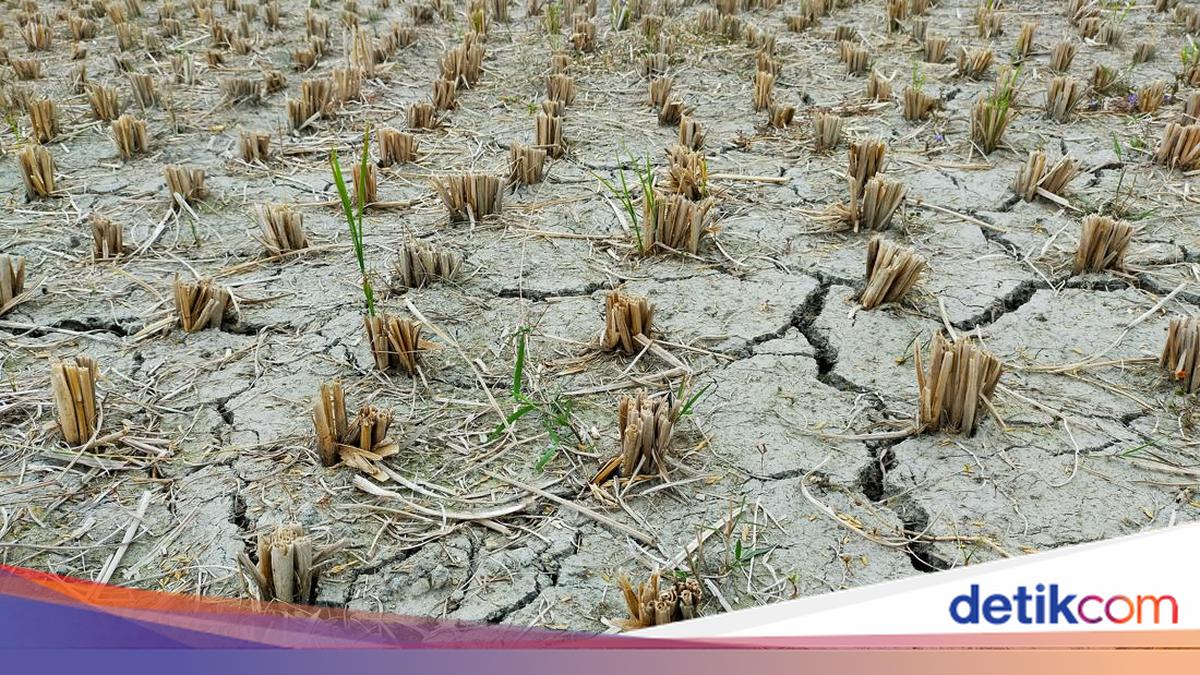 Pemkab Bantul Tetapkan Siaga Darurat Kekeringan Hingga Akhir Tahun