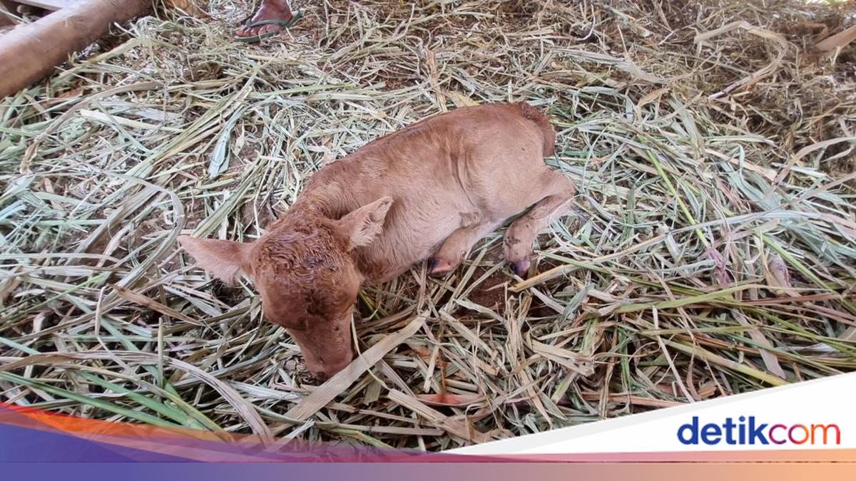 Penampakan Pedhet Berkaki Dua Milik Peternak Sapi di Imogiri Bantul