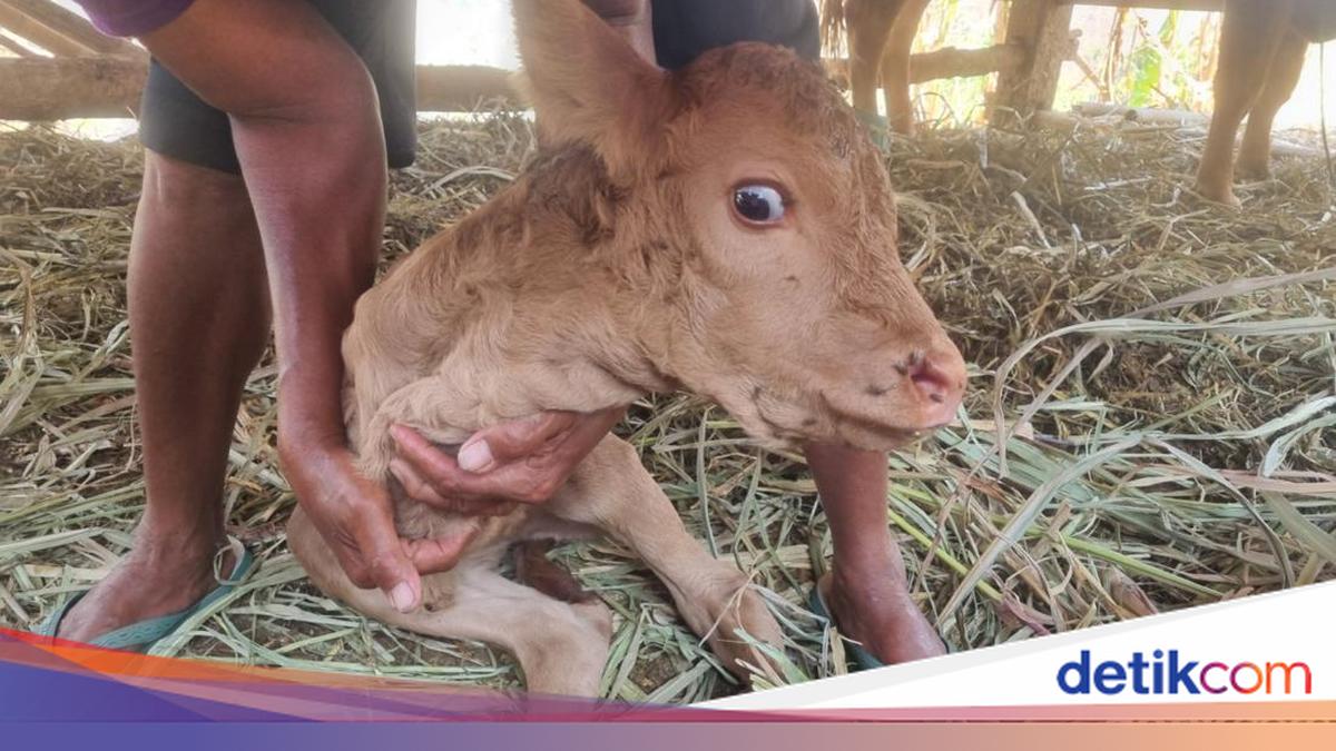 Unik! Sapi di Imogiri Bantul Lahirkan Pedhet Berkaki Dua