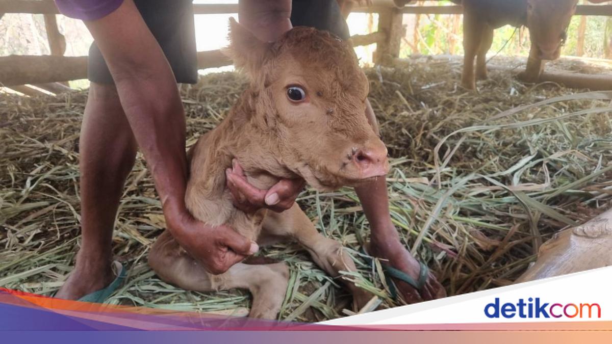 Cuma Punya 2 Kaki, Anak Sapi di Imogiri Kini Menyusu Pakai Dot