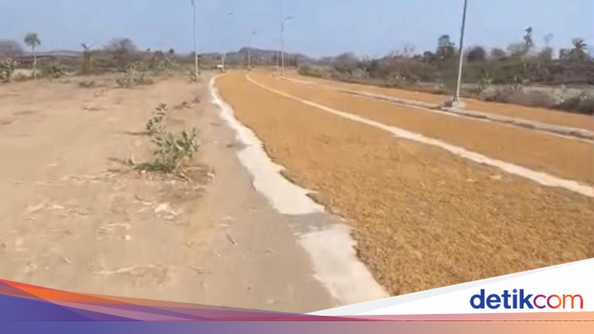 Tangkapan layar video viral yang memperlihatkan jemuran tembakau di jalan KEK Mandalika, Lombok Tengah
