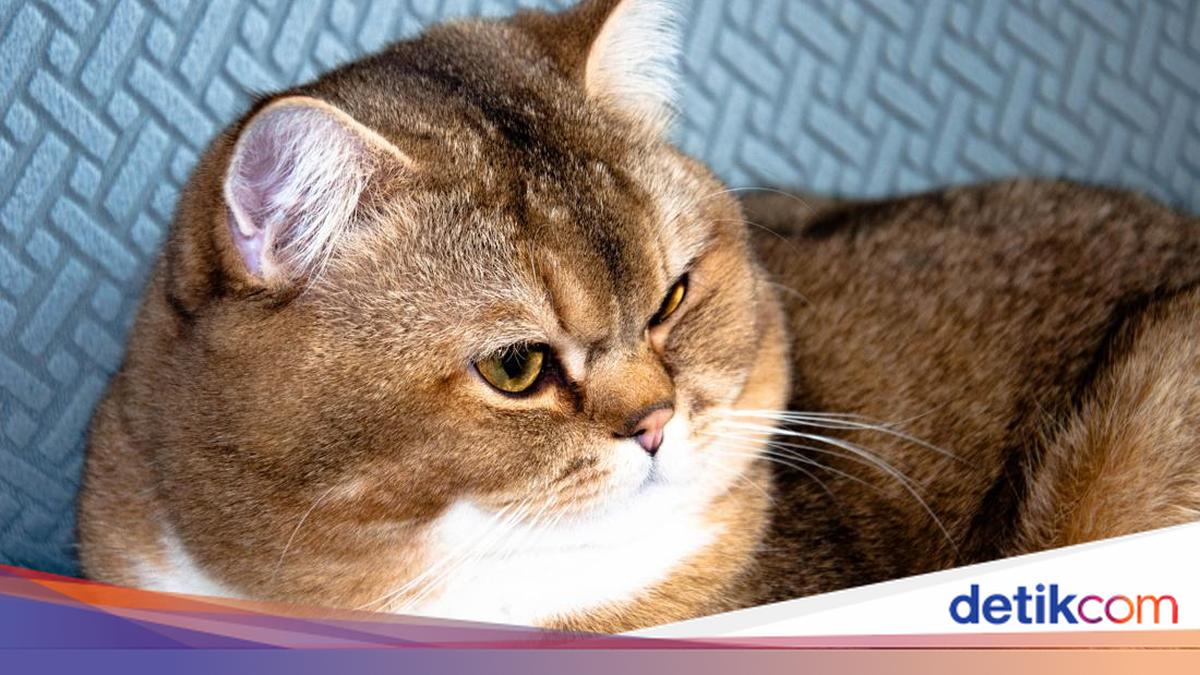 Kenapa Pipi Kucing Jantan Tembam? Ternyata, Ini Alasan di Baliknya!
