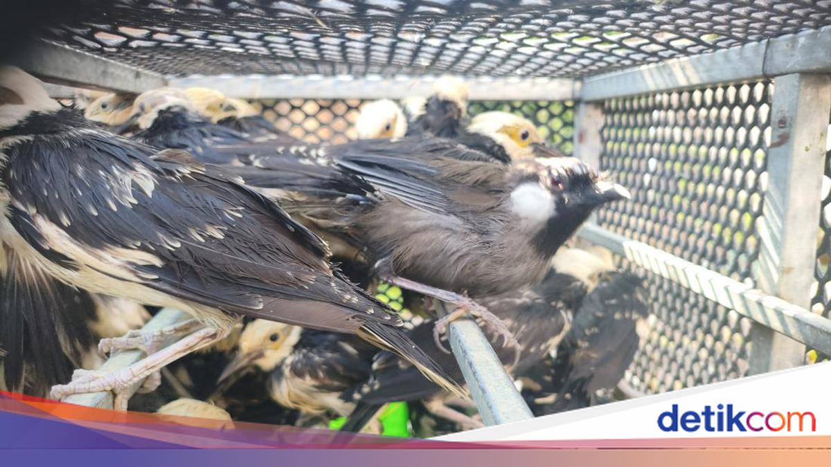 3.394 Burung Berbagai Jenis dari Vietnam Diselundupkan ke Sidoarjo