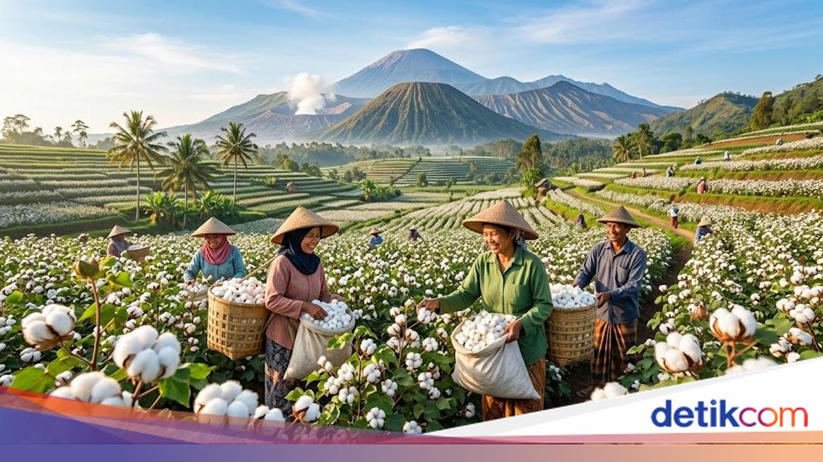 Hari Kapas Sedunia, Ini Wilayah Penghasilnya di Jawa Timur