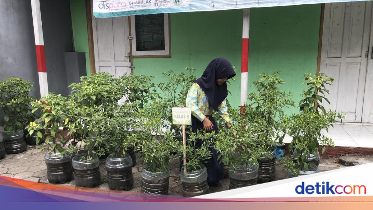 Penampakan Kebun Sayur Pakai Galon Bekas di SDN Purwosari Sleman