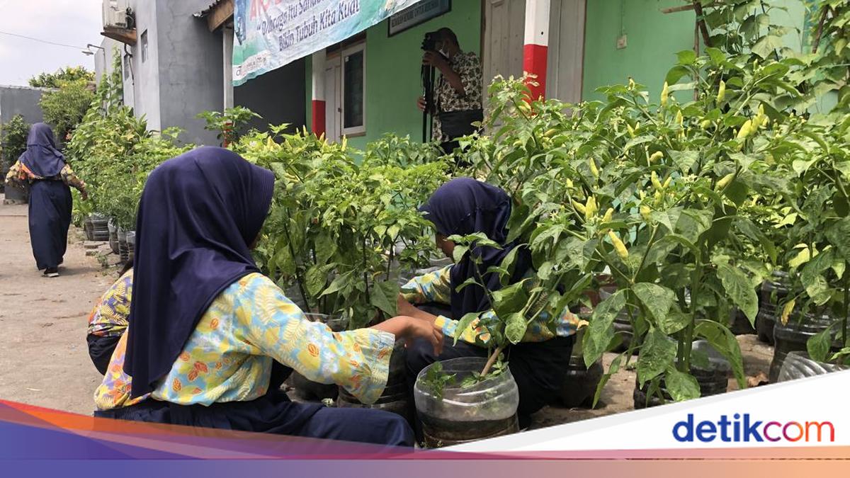 Hijaunya Kebun Galon Bekas Pakai Pupuk Sisa MBG di Sleman