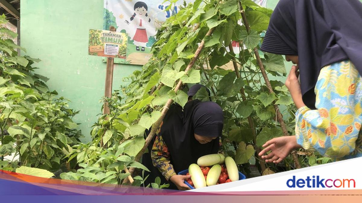 Cerita SD di Sleman Olah Sisa MBG Jadi Pupuk untuk Kebun Galon Bekas
