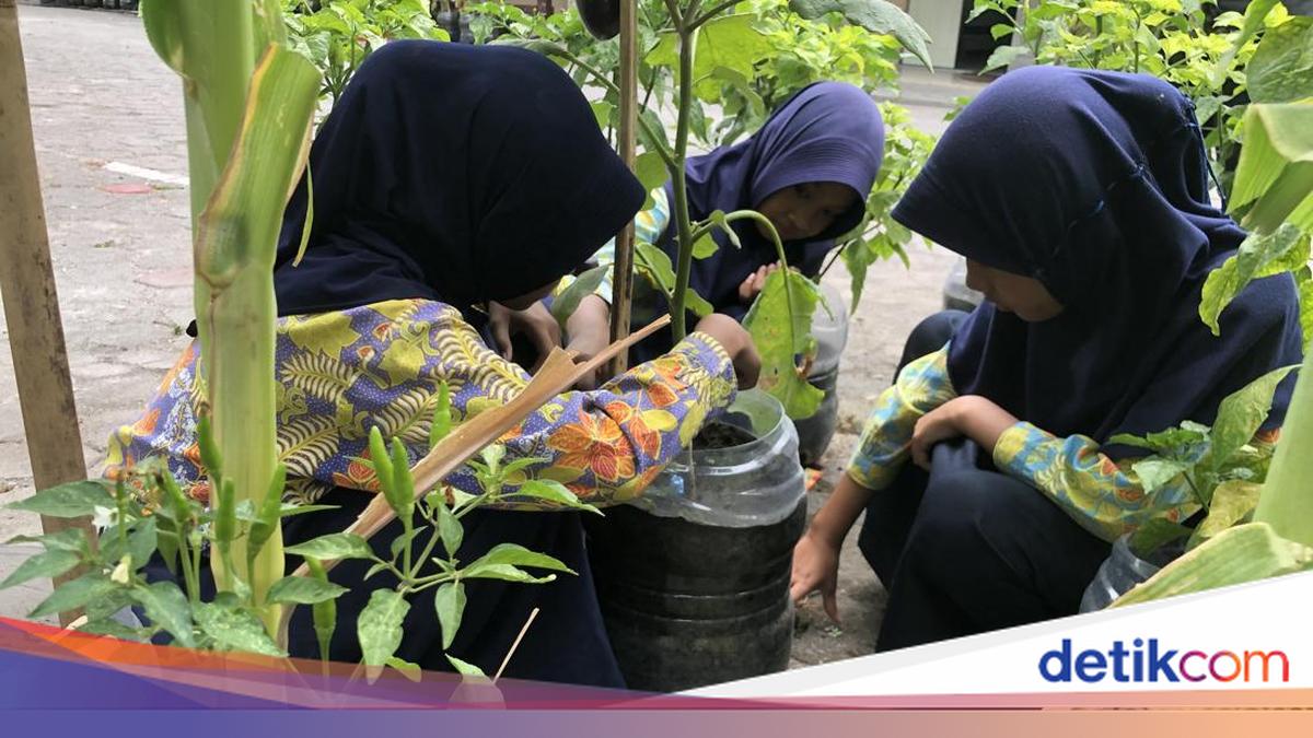 SD di Sleman Bikin Kebun Sayur dari Ratusan Galon Bekas, Sisa MBG Jadi Pupuk