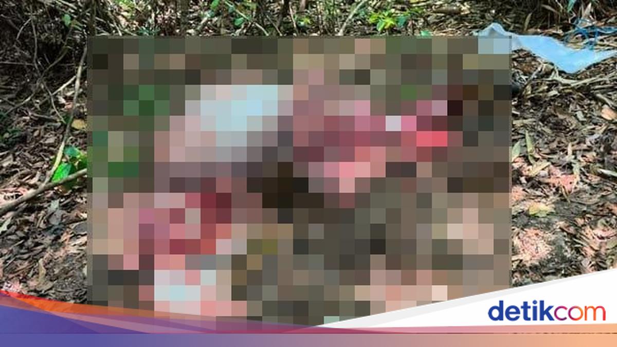 Banteng Jawa Mati Dikuliti di TNAP Banyuwangi, Diduga Ulah Pemburu Bersenpi