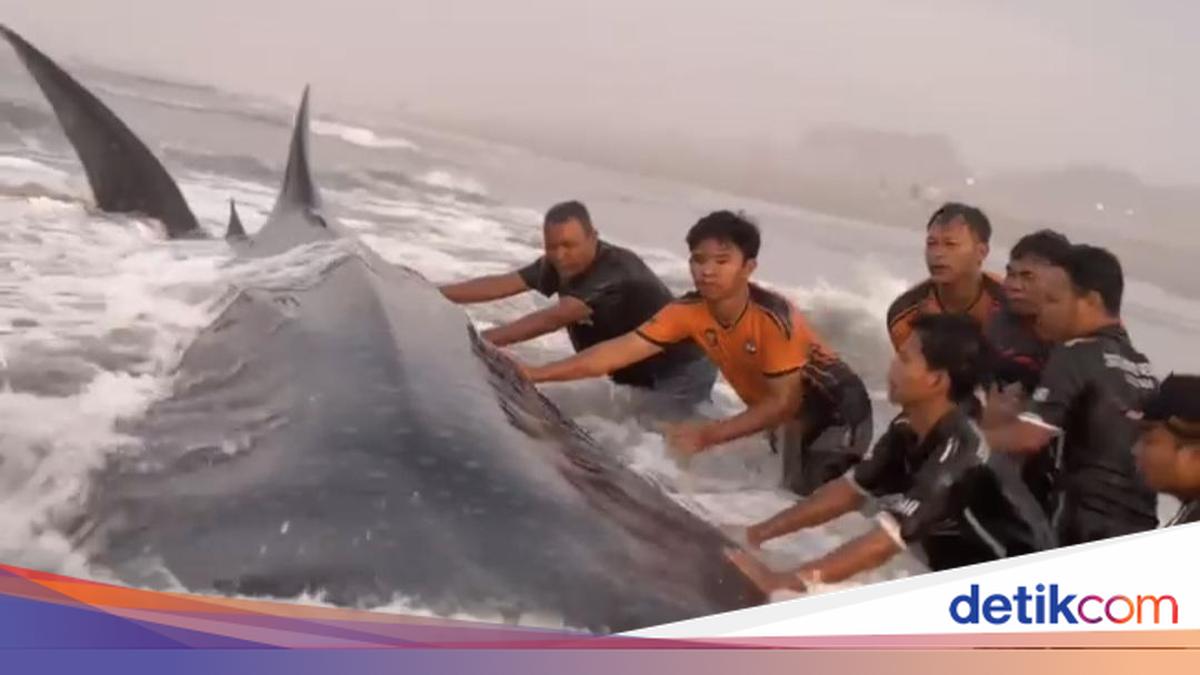 Hiu Tutul 7 Meter Mati Terdampar di Pantai Parangkusumo Bantul