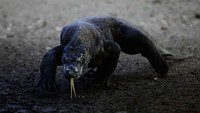 Gagal Ketemu Komodo, Rombongan Turis Eropa Kecewa Berat