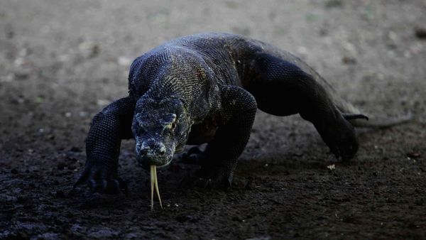 Hewan-hewan yang Bisa Punya Anak Tanpa Pejantan