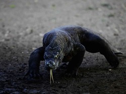 Ratusan Vila Bakal Dibangun Investor di Pulau Padar, Bagaimana Nasib Komodo?
