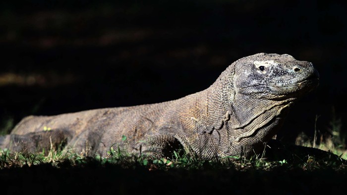 Gawat! Populasi Komodo Menyusut Drastis, Tinggal Segini Sekarang!