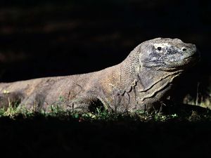 Muncul Usulan Beli Tiket TN Komodo via SiOra Hanya Bisa Lewat Travel Agent Muncul Usulan Beli Tiket TN Komodo via SiOra Hanya Bisa Lewat Travel Agent