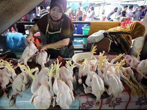 Harga Sembako Jogja Hari Ini 6 Oktober 2025: Daging-Telur Ayam Kompak Merosot!
